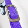 Wildhorn Halfter Loony Lila WB – Bild 3