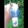 innoHorse Lichtschutzmaske easy shade 59% WB – Bild 5