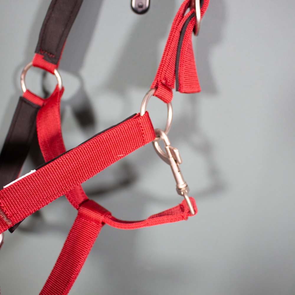 Longierhalfter rot Pony – Bild 3